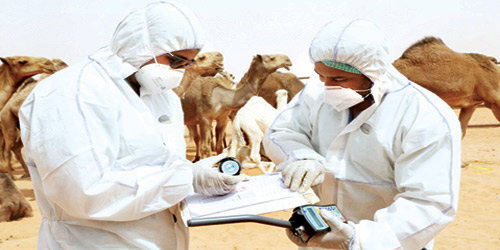 الزراعة: 40 فريقاً طبياً بيطرياً في مهرجان الملك عبدالعزيز للإبل 