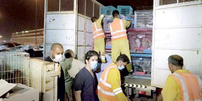التحفُّظ على 200 حيوان أُسيئت معاملتها في سوق الطيور 