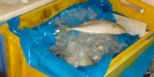 بلدية المندق تصادر 150 كيلوجراماً من الأسماك الفاسدة 