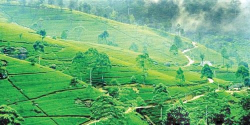 زراعة الشاي في سريلانكا صناعة تتخطى آفاق العالم 