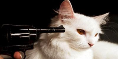 «البيئة» تتحرك لمعاقبة قاتل القطط بالتنسيق مع الأمن 