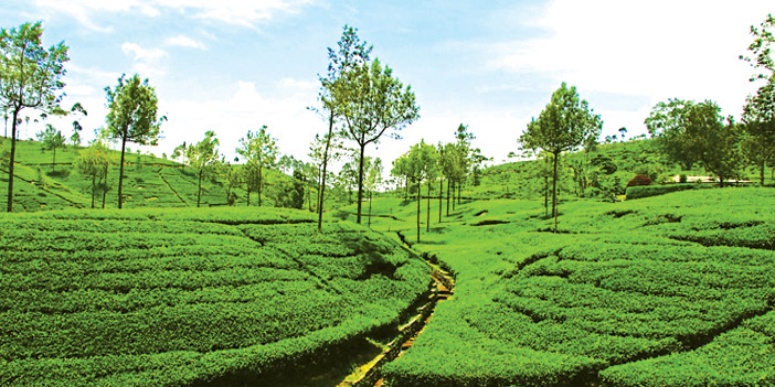  تنتشر مزارع الشاي في سريلانكا بشكل واسع