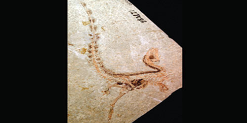 ديناصور صغير يغطيه الريش يدهش العلماء 