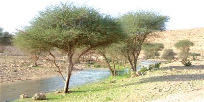 يقع وادي صلبوخ على بعد 50 كيلومترًا شمال الرياض، ويعد من المنتزهات الصحراوية الشهيرة في منطقة الرياض 