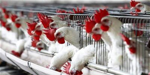 «البيئة»: تسجيل 5 إصابات جديدة بإنفلونزا الطيور H5N8 في الرياض والأحساء 