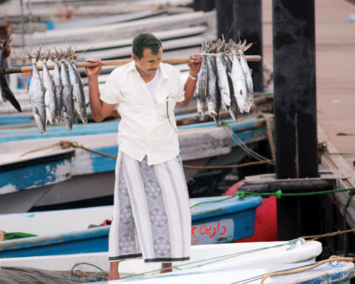  منطقة جازان واحدة من أكثر مناطق الإنتاج السمكي على البحر الأحمر