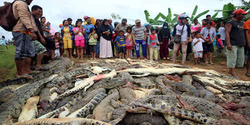 إندونيسيون يقتلون 300 تمساح انتقامًا لمقتل مواطن 
