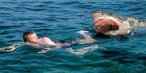 القرش يفتك بسائح تشيكي في مصر 