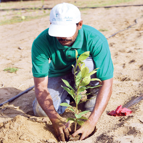 فريق بحثي متخصص يبدأ التجارب الحقلية لزراعة نبات الكاجو في جازان 