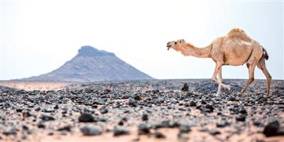 مصور هندي يفتتن بجمال صحراء حائل 
