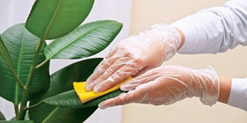 تنظيف أوراق النباتات المنزلية مهم 