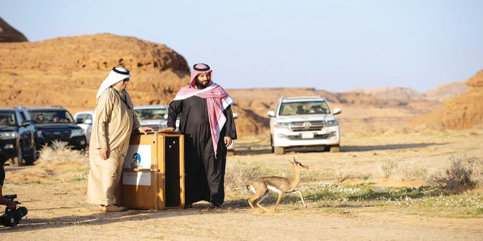  ولي العهد يقوم بإطلاق غزال في محمية شرعان الطبيعية في محافظة العلا