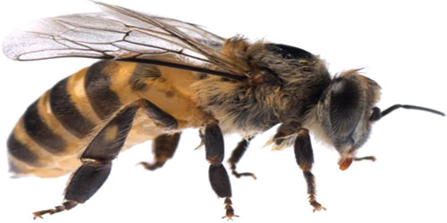 باحثون: النحل يستطيع تعلم عملية الجمع والطرح 