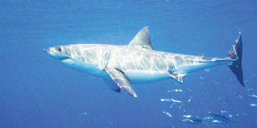القرش الأبيض الكبير يغوص عميقاً لتوفير الطاقة عند الصيد 