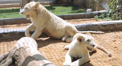 حديقة حيوان الرياض نمور بيضاء وسينما تفاعلية