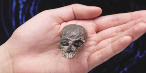 جمجمة عمرها 20 مليون عام تكشف أسرارًا عن تطور الدماغ 