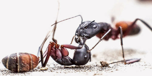 اكتشاف مستعمرة ضخمة من النمل «الآكل لجنسه» في مخبأ نووي 