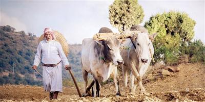 مزارعون يتمسكون بالمحراث التقليدي في عسير 