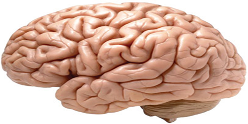 دراسة تحدد دوائر في المخ تتعرف بسرعة على المشاعر 