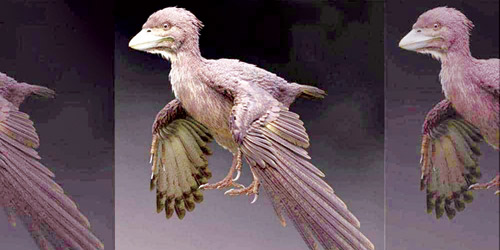 العثور على أحفورة طائر «لا يطير» عاش قبل 120 مليون عام 