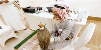 تدريب 200 شاب على مهنة الصيد.. وأكبر صقار يشارك في مهرجان الملك عبدالعزيز 