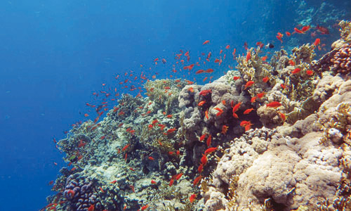 بحث جديد من «كاوست» يسهم في إنقاذ الشعاب المرجانية من تبعات تغيُّر المناخ 