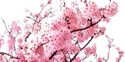 إلغاء مهرجانات تفتح زهر الكرز في اليابان بسبب كورونا 