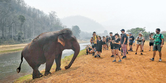 فيلة السياحة في تايلاند تعيش في محنة بسبب فيروس كورونا 