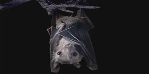 اكتشاف فيروس جديد لدى الخفافيش يرتبط بكورونا! 
