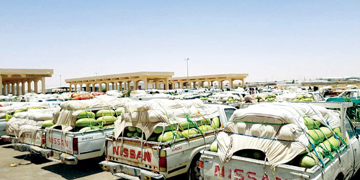 حبحب «ساجر» ينعش السوق بـ(1000) شاحنة 