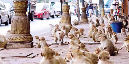 في مدينة تايلندية.. السكان سجناء بسبب القردة 