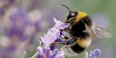 دراسة: النحل يملك علاجا يفتك بخلايا السرطان 