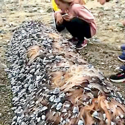 العثور على كائنات بحرية نادرة بأحد شواطئ ويلز 