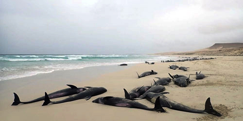نفوق أكثر من 100 دلفين قبالة موزمبيق 