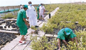 حملة لزراعة المانجروف في سواحل القطيف 