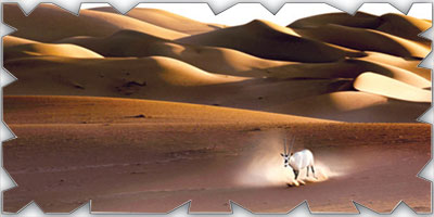 أرامكو تحمي الحياة الفطرية في الصحراء 