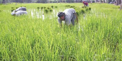 بدء موسم زراعة «الأرز الحساوي» 