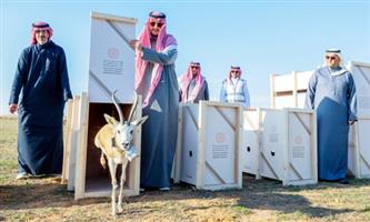 الأمير تركي بن محمد بن فهد يطلق عدداً من الكائنات الفطرية النادرة 