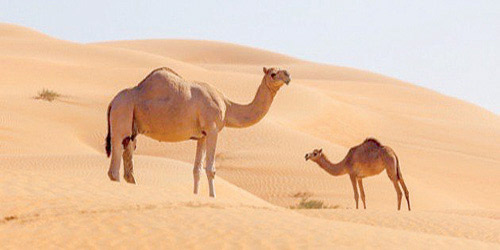 «الإبل» اسم ارتبط بالصحراء حتى تسمّت بها 