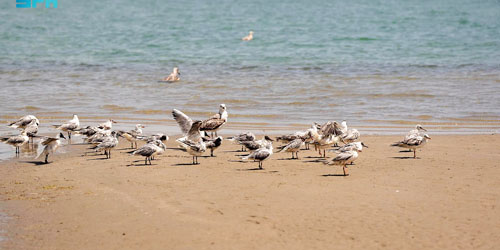 «الحياة الفطرية»: إطلاق 60 طائرًا بحريًا في شاطئ العزيزية بالشرقية 