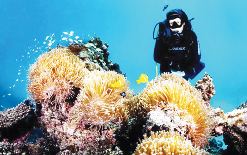 ريادة بحثية لـ«كاوست» في إنقاذ الشعاب المرجانية والحفاظ على التنوع البيولوجي 