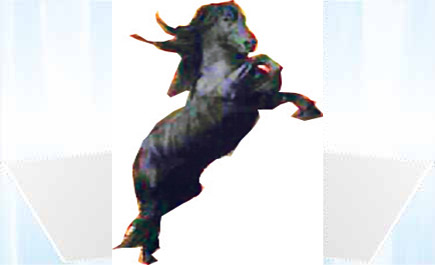 ركوب الفرس زوجة جديدة؟ وضياعها طلاق وعيشة وخيمة!