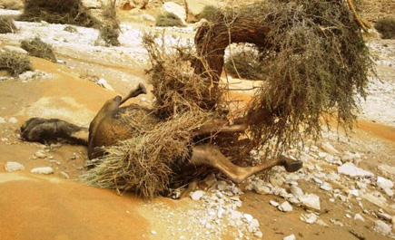 سيول الحوطة تجرف قطيعاً من الإبل في وادي طلحا 
