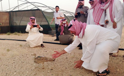 الحياة الفطرية تطلق مجموعة من الحباري في محمية سجا وأم الرمث 