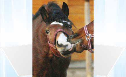 مشاكسة خيلية 