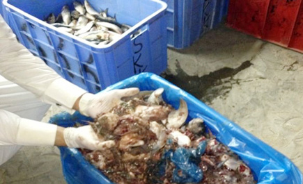 أمانة الجوف صادرت «400» كيلو غرام أسماك فاسدة 