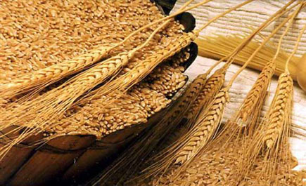 «المالية» تُعلن موعد بدء خروج لجان خرص زكاة الحبوب والثمار