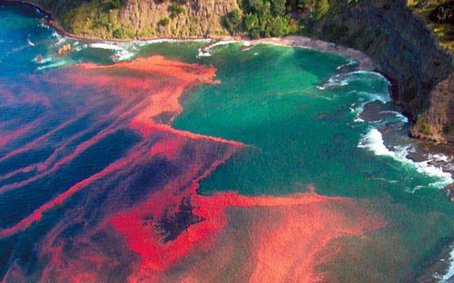 مختص يحذر من وصول ظاهرة المد الأحمر على سواحل المملكة