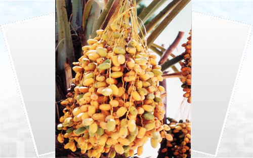 رطب وتمور المدينة خالية من الكبريت.. والأمانة تختبر المطروح بالسوق 