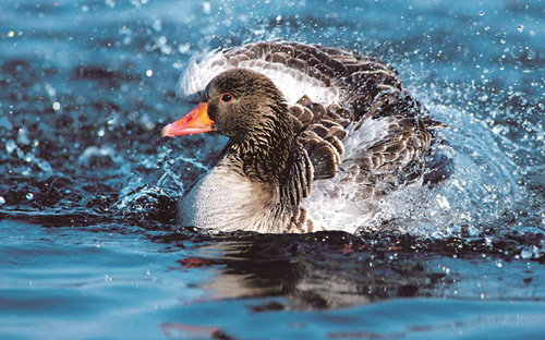 صندوق الحكايات 